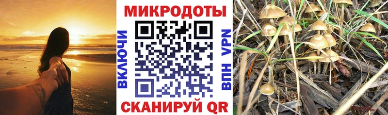 Галлюциногенные грибы Psilocybine cubensis  Мураши 